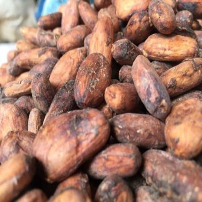 cocoa beans premium