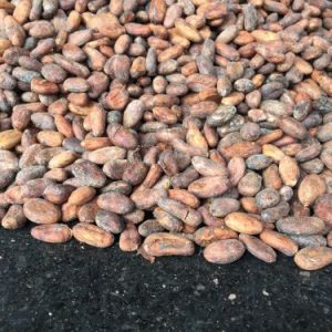 Cocoa Bean - Wholesale | Premium (Sorted) beans-10kg