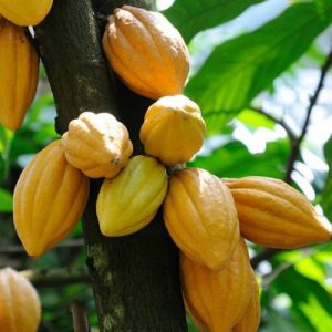Cocoa fruit