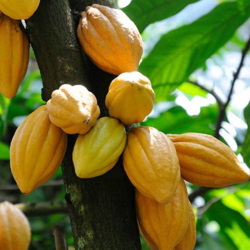 Cocoa fruit